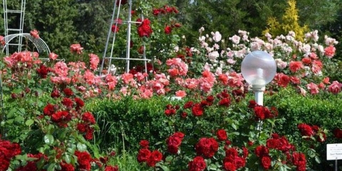 Kako hraniti ruže nakon prvog cvjetanja